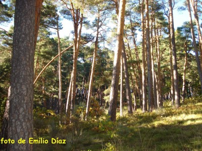Pinar de Hoyocasero - Foto Emilio Diaz